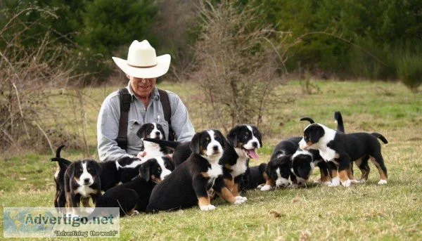Greater Swiss Mountain Dog puppies available