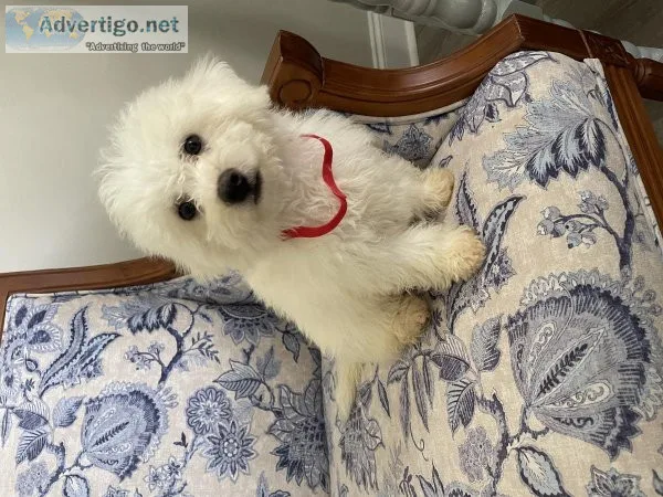 Bichon Frise puppies for sale