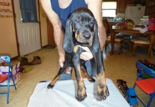 Black and Tan Coonhound puppies available