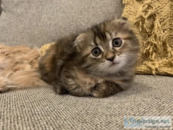 Polydactyl Scottish fold female