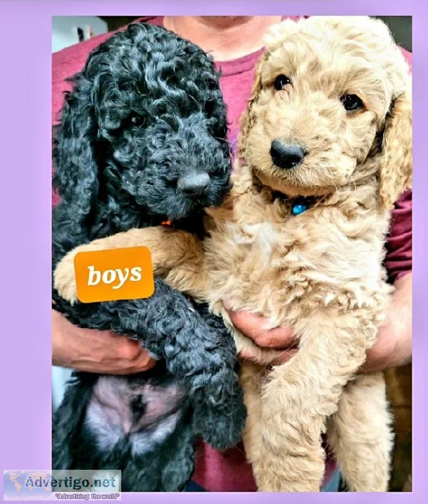 A loyal Dood Golden