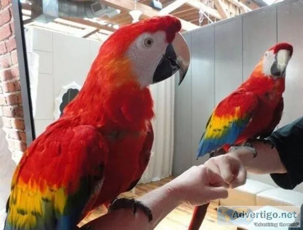 Beautiful Scarlet Macaws