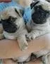 Pug puppies for rehome