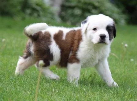 Potty Trained Saint Bernard Puppies