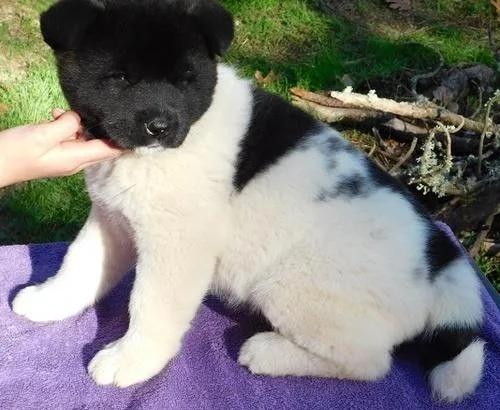Well Socialized Sweet Akita puppies.