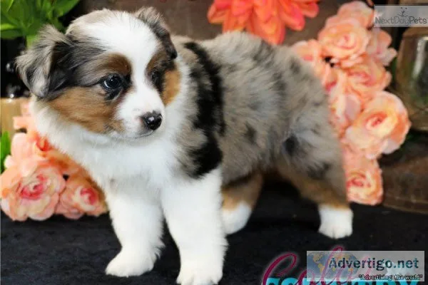 AKC Registered Australian Shepherds puppies.