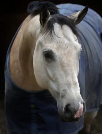 2016 AQHAABRAIBHA Buckskin mare