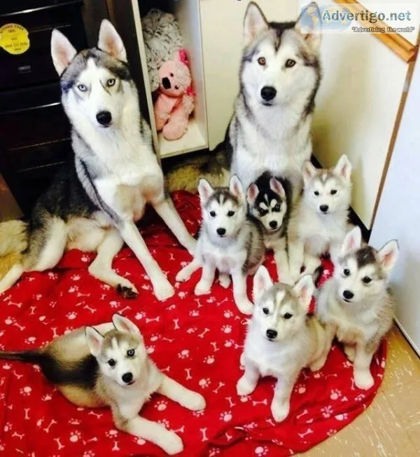 Lovely Siberian Husky Puppies