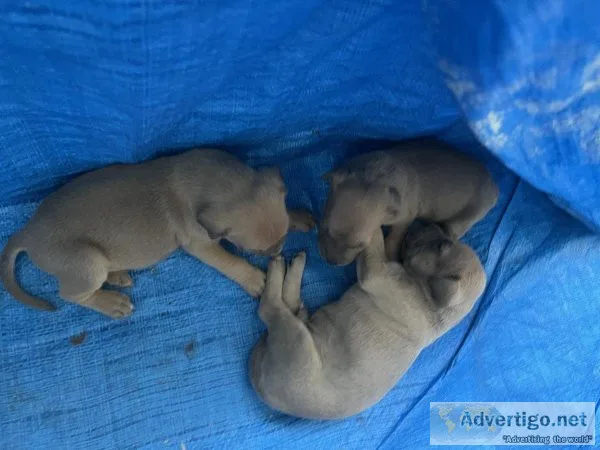 Puppies