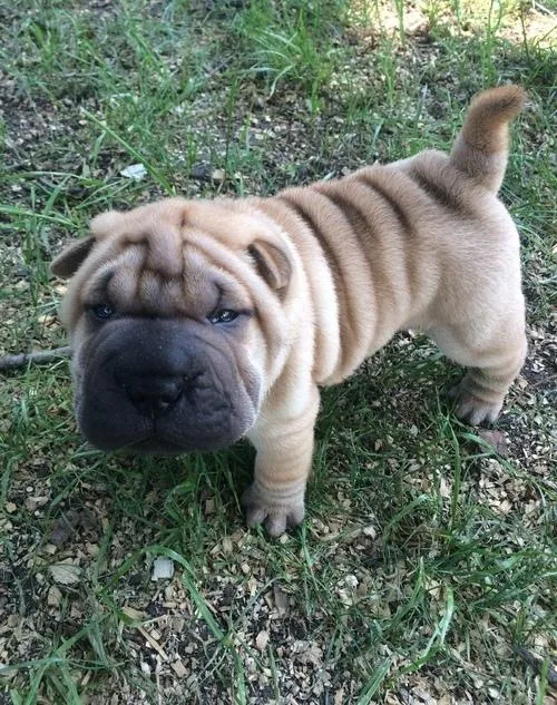Male and female Chinese Shar-Pei Puppies for sale