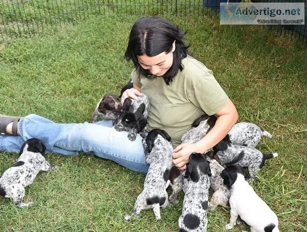 German Shorthaired Pointer puppies available.