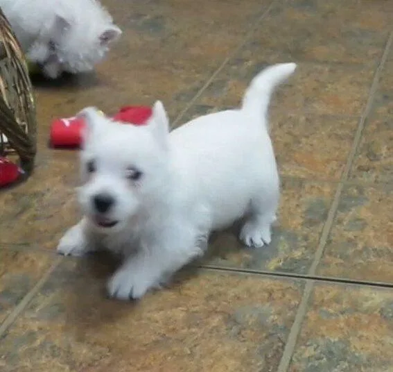 AKC West Highland White Terrier Pups