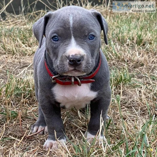 blue nose pitbull