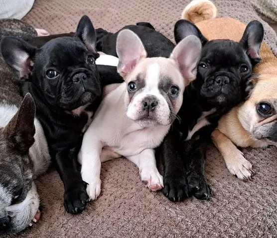 French bulldog puppies