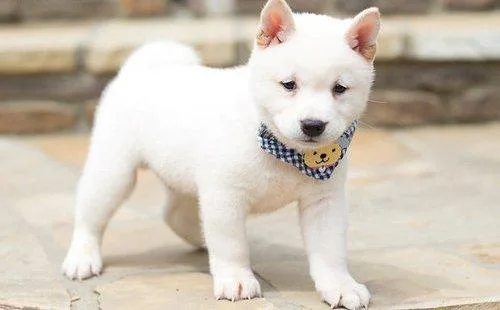 Shiba Inu Puppies available