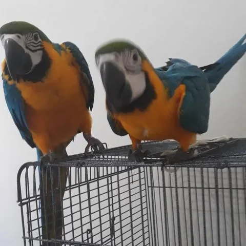 Blue and Gold Macaws hand reared