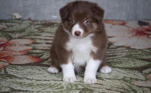 Beautiful Australian Shepherds puppies available