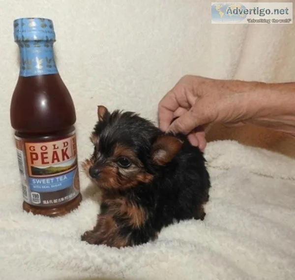Beautiful Teacup Yorkie Puppies