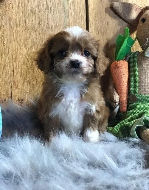 Cute Cavapoo puppies available