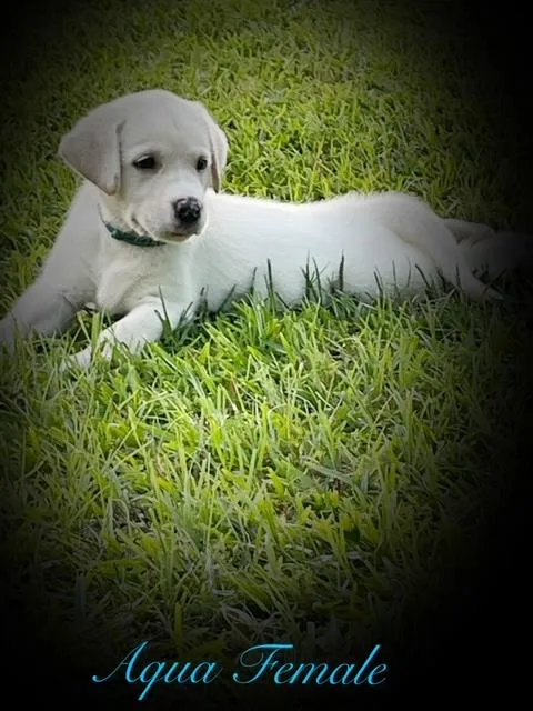 AKC Labrador Retrievers