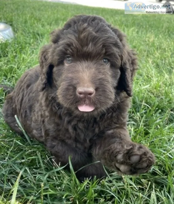 F1B Labradoodles