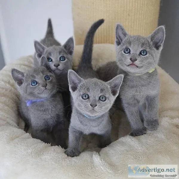 Moniques Russian Blue kittens