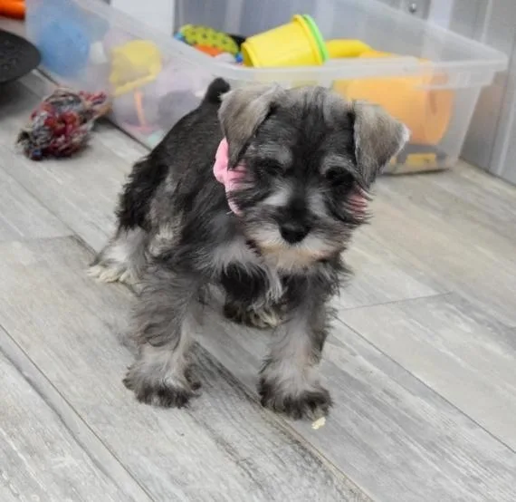 Smart CKC Miniature Schnauzer Puppies