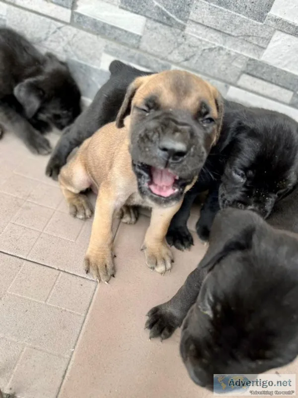 Cute Cane Corso Puppies for sale