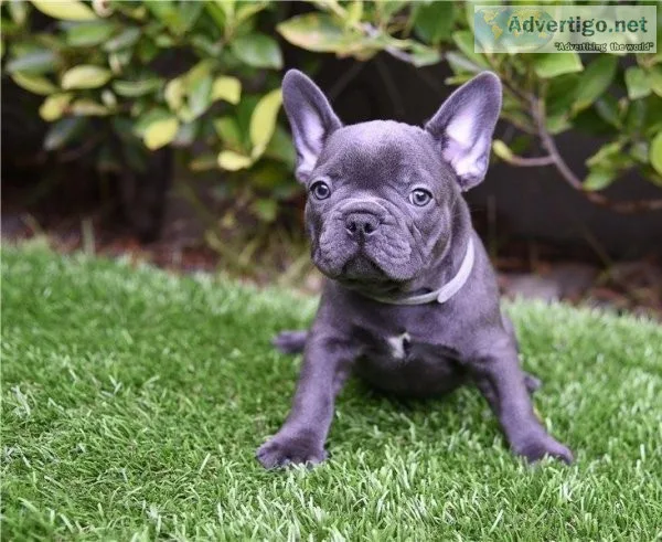 Purebred French bulldog pupppies now ready for new homes