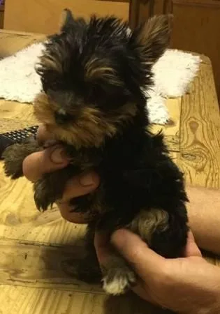 Puppy-Roxio Yorkie small breed.