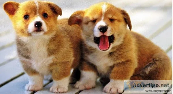 PEMBROKE WELSH CORGI  PUPPIES AVAILABLE
