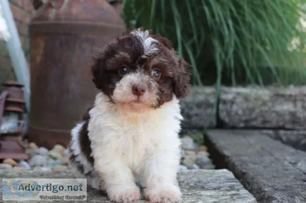 Tootsie mini poodle