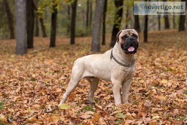 Bullmastiff puppies for sale