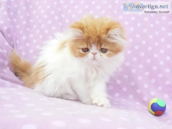 Registered Pedigree Persian Kittens