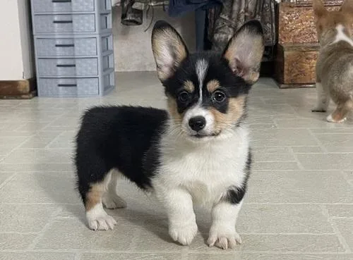 Welsh Pembroke Corgi puppies