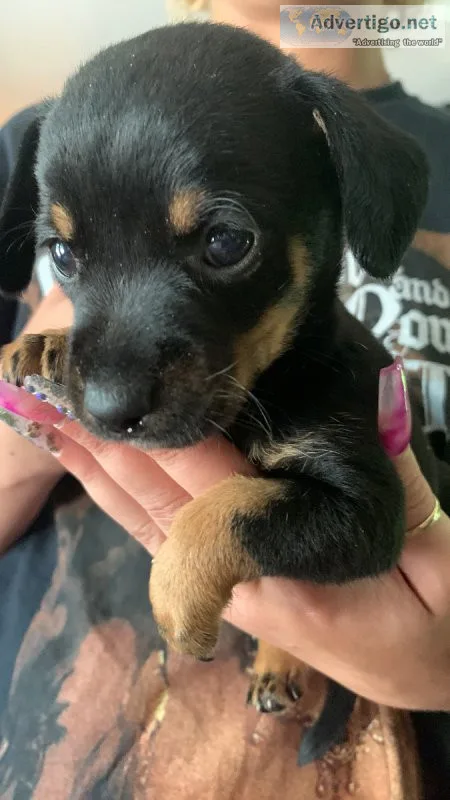 MinpinSchnauzer mix