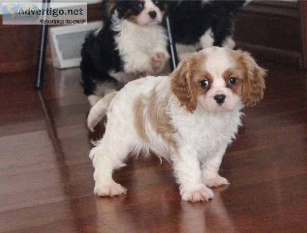 Healthy Cavalier King Charles Spaniel Puppies Available