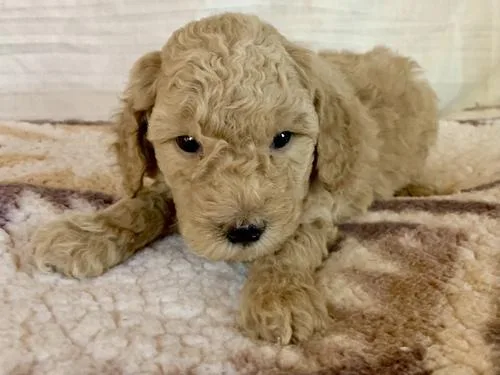 Miniature Poodle Puppies