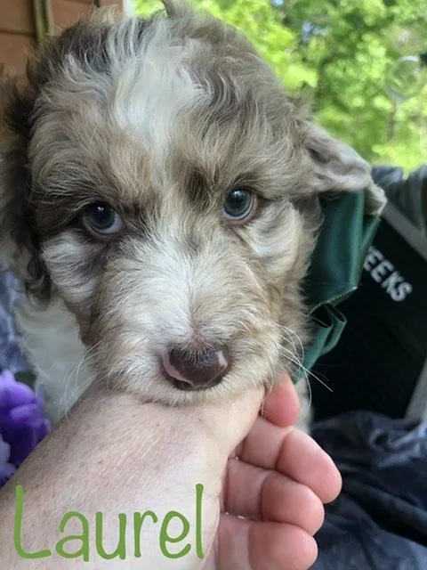 Aussiedoodle