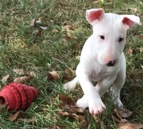 AKC Registered Bull Terrier Puppies for sale.