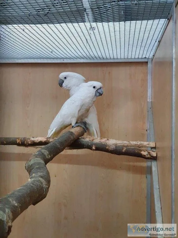 Umbrella cockatoo parrot for good home