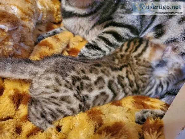 Tica registered Brown rosetted bengal kitten available