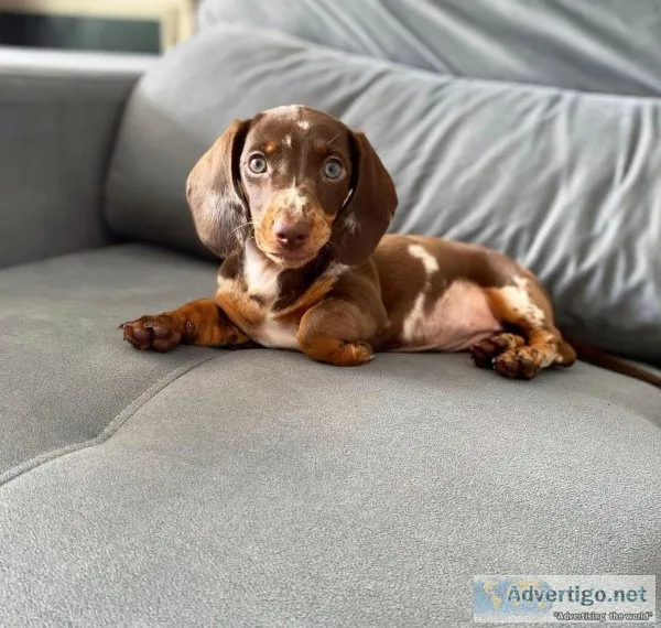 Dachshund puppies available for sale