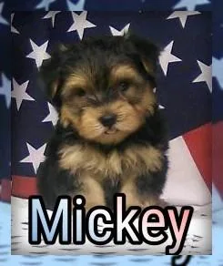 Mickey