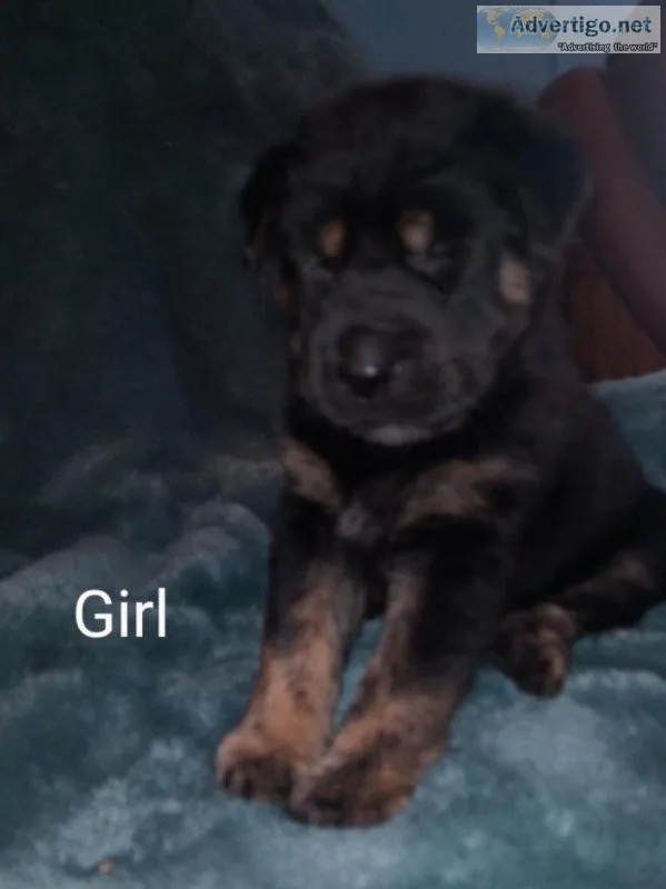 Chow Chow Shepherd mix puppies