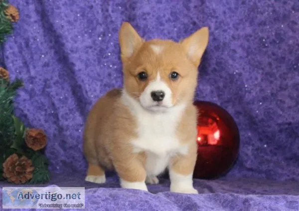 Pembroke Welsh Corgi Puppies