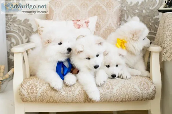 SAMOYED PUPPIES AVAILABLE