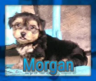 Morgan