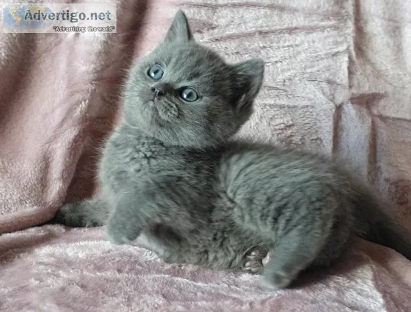 British Shorthair kittens
