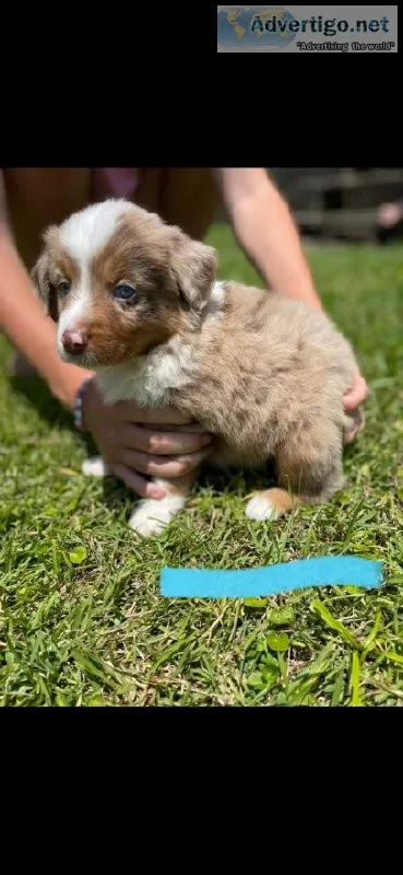 Miniature Australian Shepherd puppies Beautiful